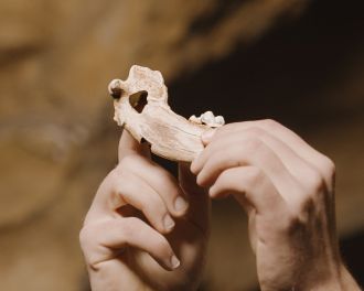 Reconstruction of 14,3000-year-old dog jawbone from Gough's Cave