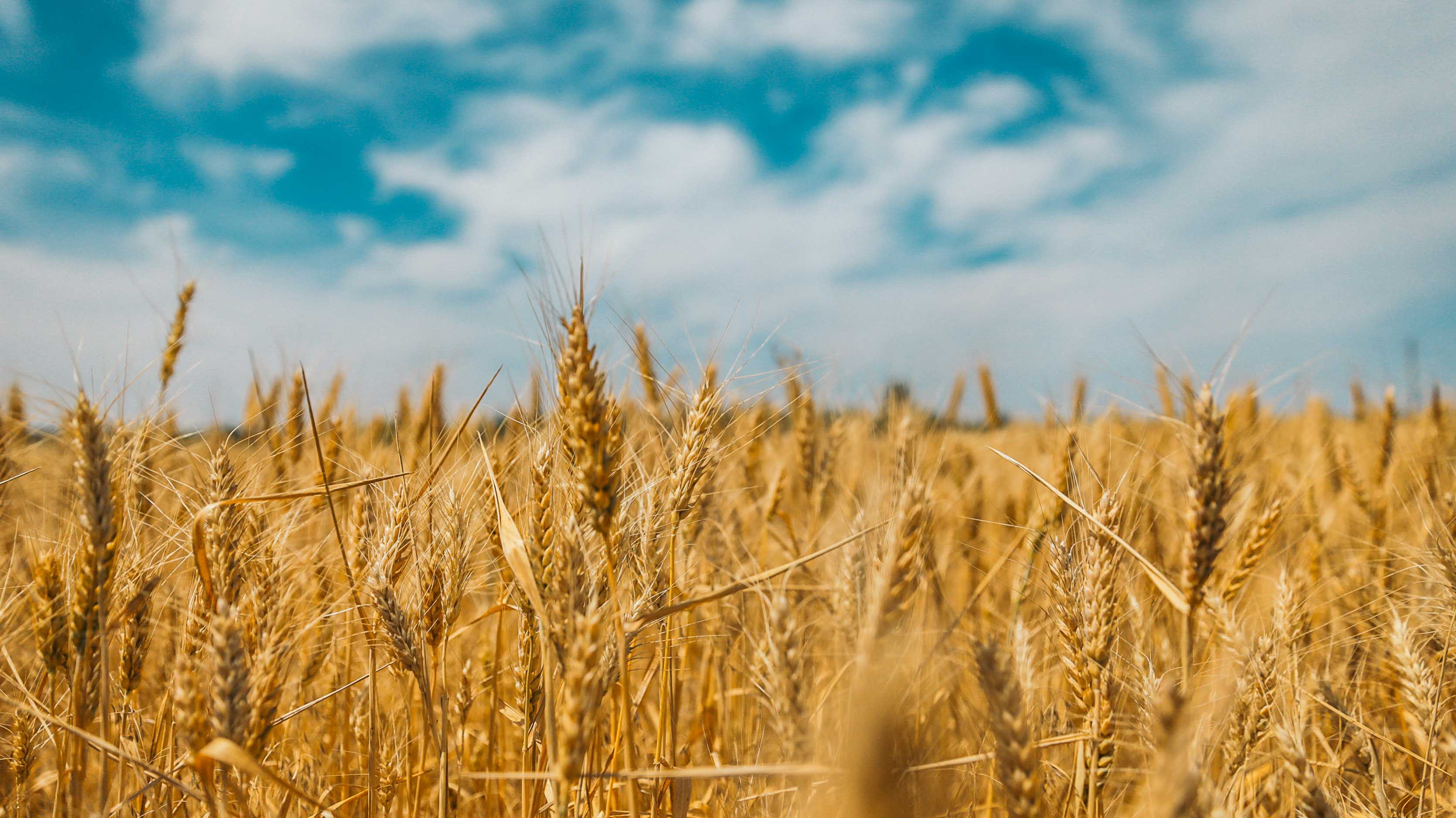 Collaborative research in spatial omics technologies could improve wheat performance for growers.