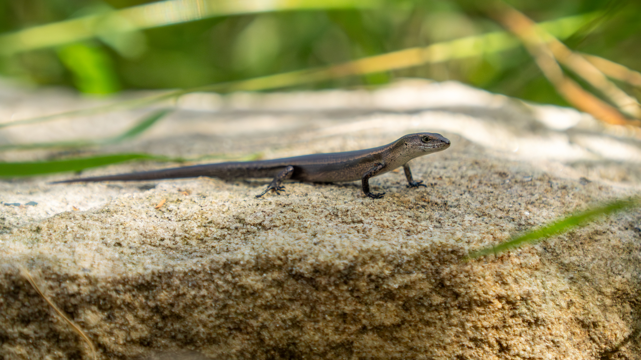 Photo by Austen Armstrong via iNaturalist (CC-BY-4.0 https://creativecommons.org/licenses/by/4.0/)