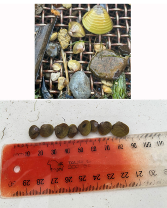 Freshwater Gold Clam