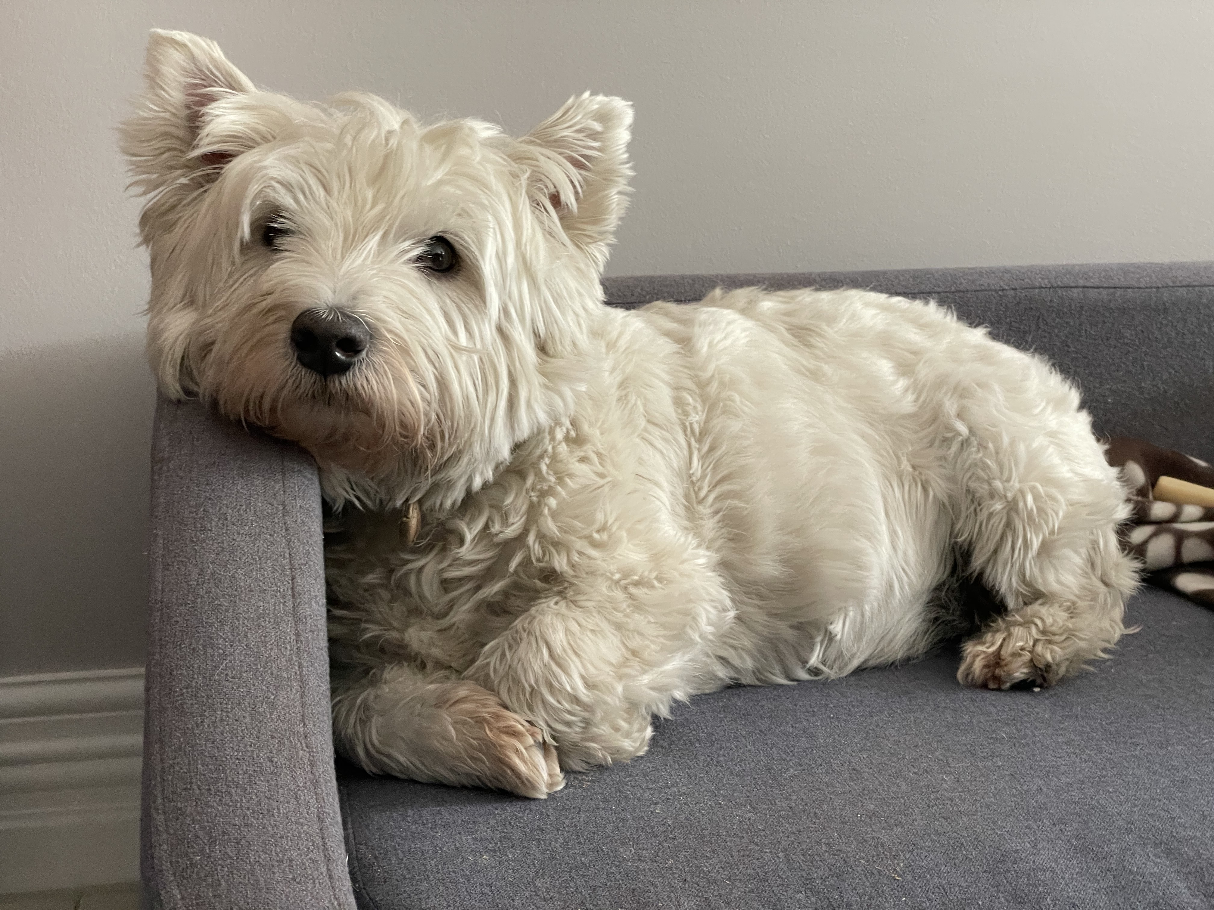 Toby the Dog - Olivia Henry, AusSMC, Copyright to this story only, 2021