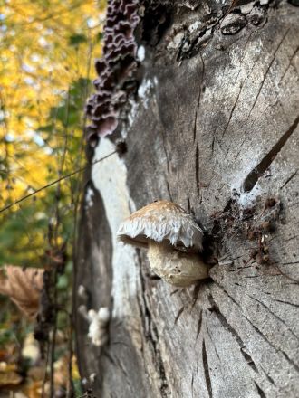 Hemipholiota populnea mushroom growing on a log