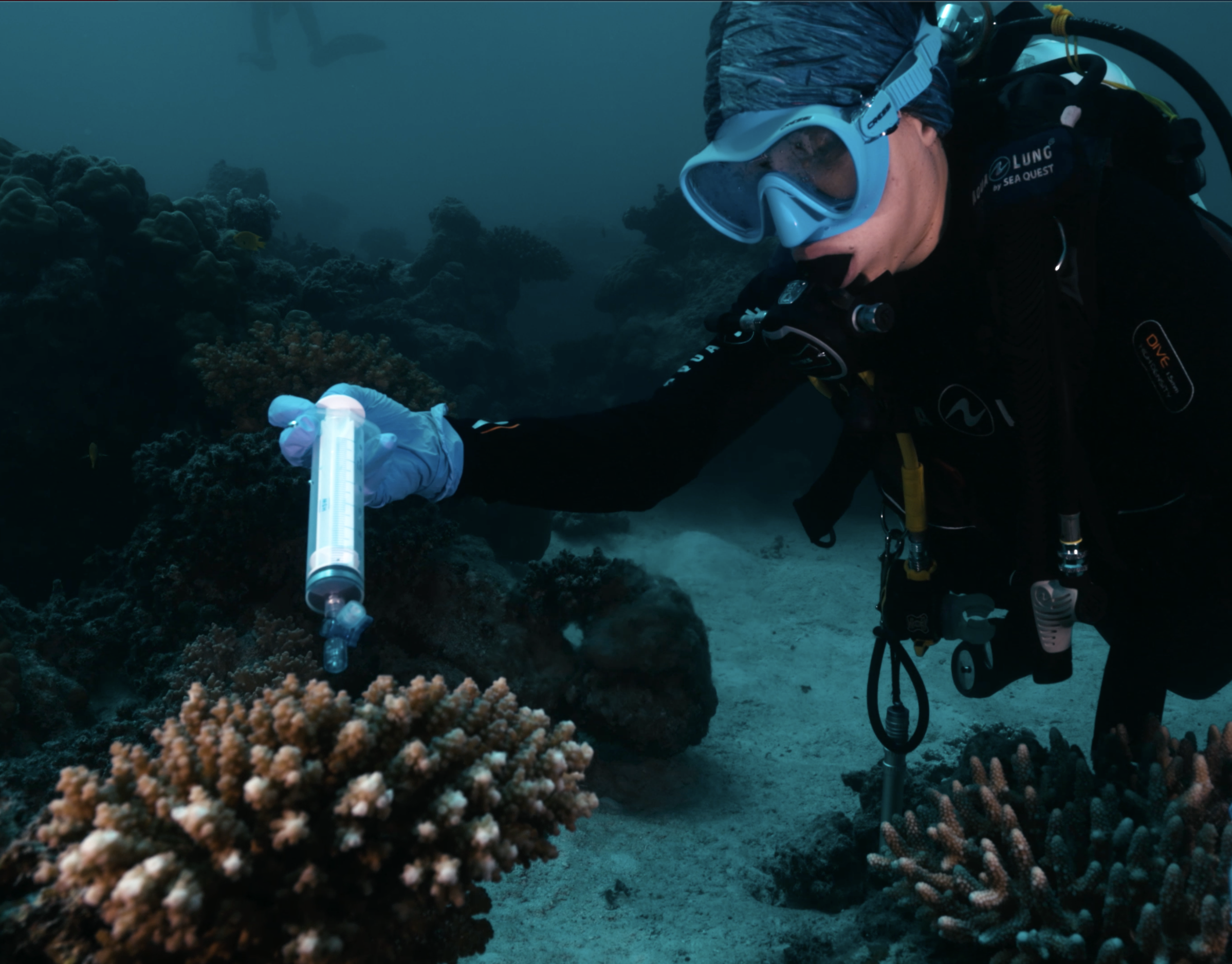 Erika Santoro inoculates corals with probiotics in the Red Sea CREDIT Morgan Bennett-Smith