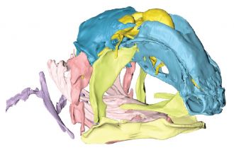 3D reconstruction of the skull