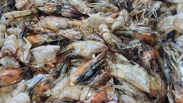 Shrimp waste, sourced from Souq Al Jubail in Sharjah, UAE, originated from shrimp harvested in Oman. The material was thoroughly washed with deionized water, air-dried at 65 °C overnight, then crushed, ground, and sieved into a fine powder. Credit: Haif Al-Jomard / University of Sharjah