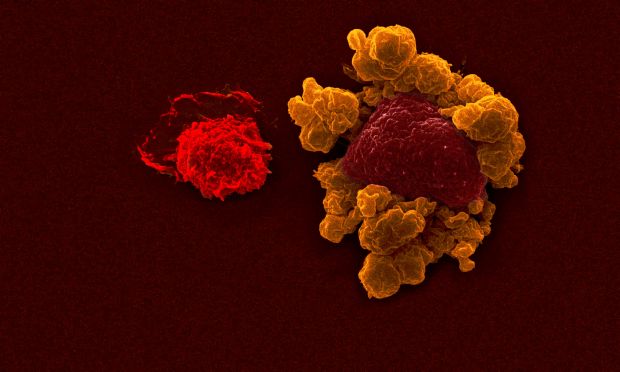 The University of Queensland. 