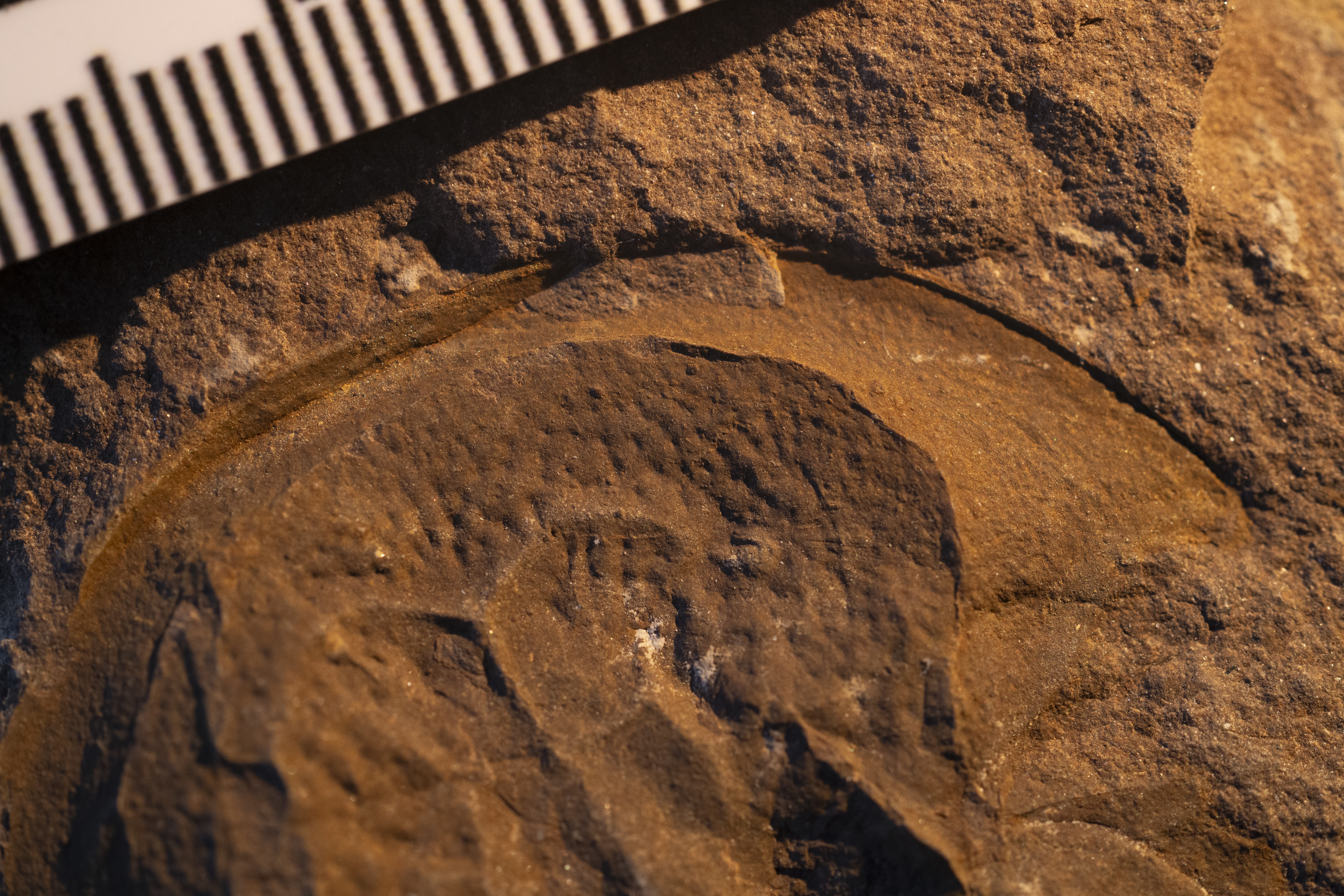 The horseshoe crab fossil was found in a mass-burial deposit at the famous Mazon Creek Lagerstätte site in Illinois, US. Photos courtesy Gregory Lewbart (North Carolina State University)  