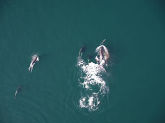 Dolphin with a pod of northern resident killer whales. 