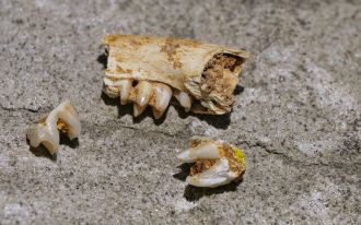 Fossil rock wallaby teeth