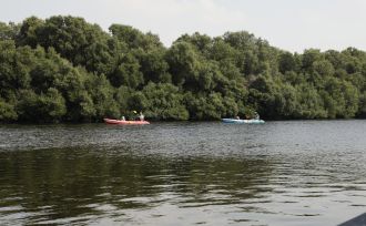 Ajman mangroves