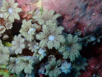 Clavularia koellikeri 