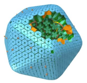 In a step towards higher-yield and more sustainable crops, scientists have discovered that a previously overlooked protein plays a surprisingly important role in helping cyanobacteria (aka blue-green algae) build tiny structures called carboxysomes. These structures act like “mini‑factories” that boost the ability of cyanobacteria to capture carbon dioxide. The study shows that this small protein helps organise the early steps of carboxysome construction, making sure the outer shell of this little factory forms in the right place at the right time. Understanding how these natural carbon‑capturing machines are built could help researchers one day improve photosynthesis in crops and contribute to future climate‑friendly technologies.
