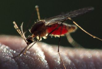 New research co-led by Burnet Institute and WEHI has uncovered how the human immune system fights Plasmodium vivax, paving the way for the first effective vaccine against the most widespread form of malaria.