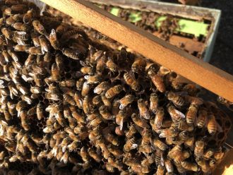 Bees at Tocal Bee Research Centre