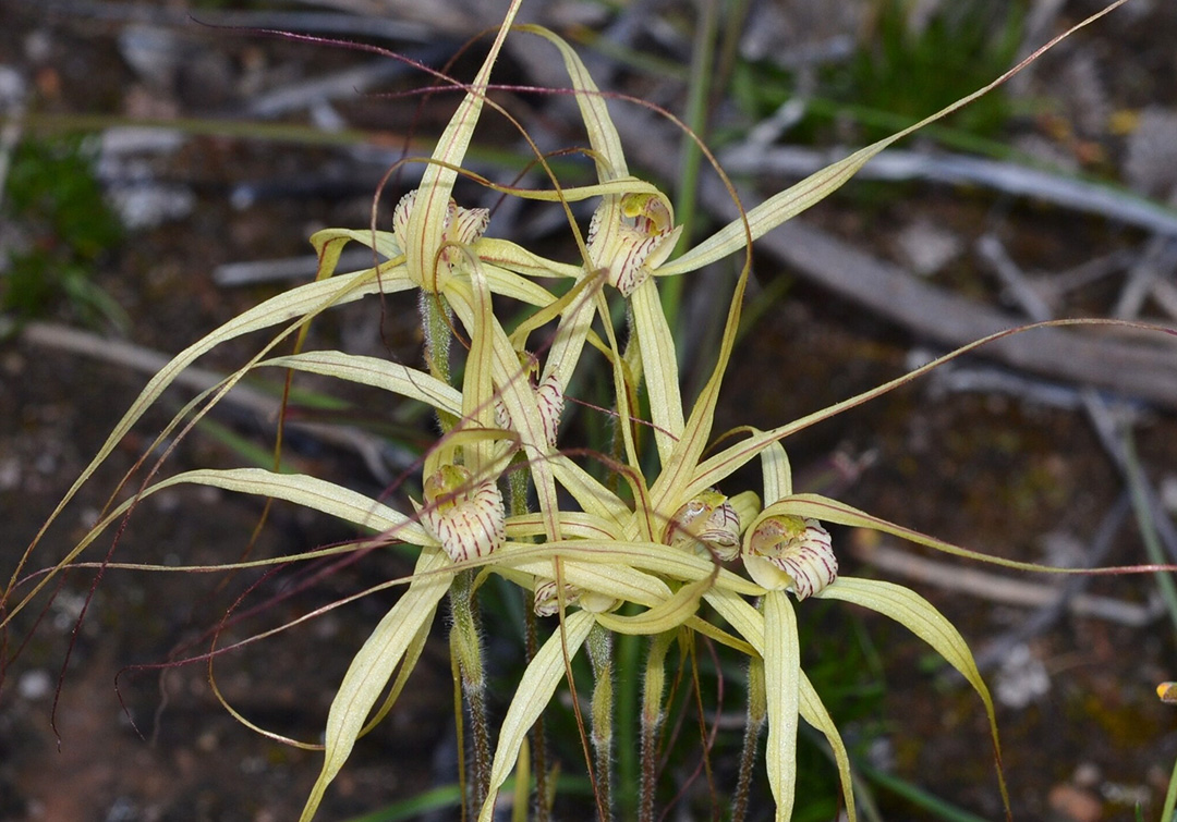 Just 1 per cent of the range of the elegant spider orchid (Caladenia elegans) in Western Australia is in a protected area. Photo credit: Stephen Buckle/iNaturalist
