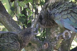 Kea 3