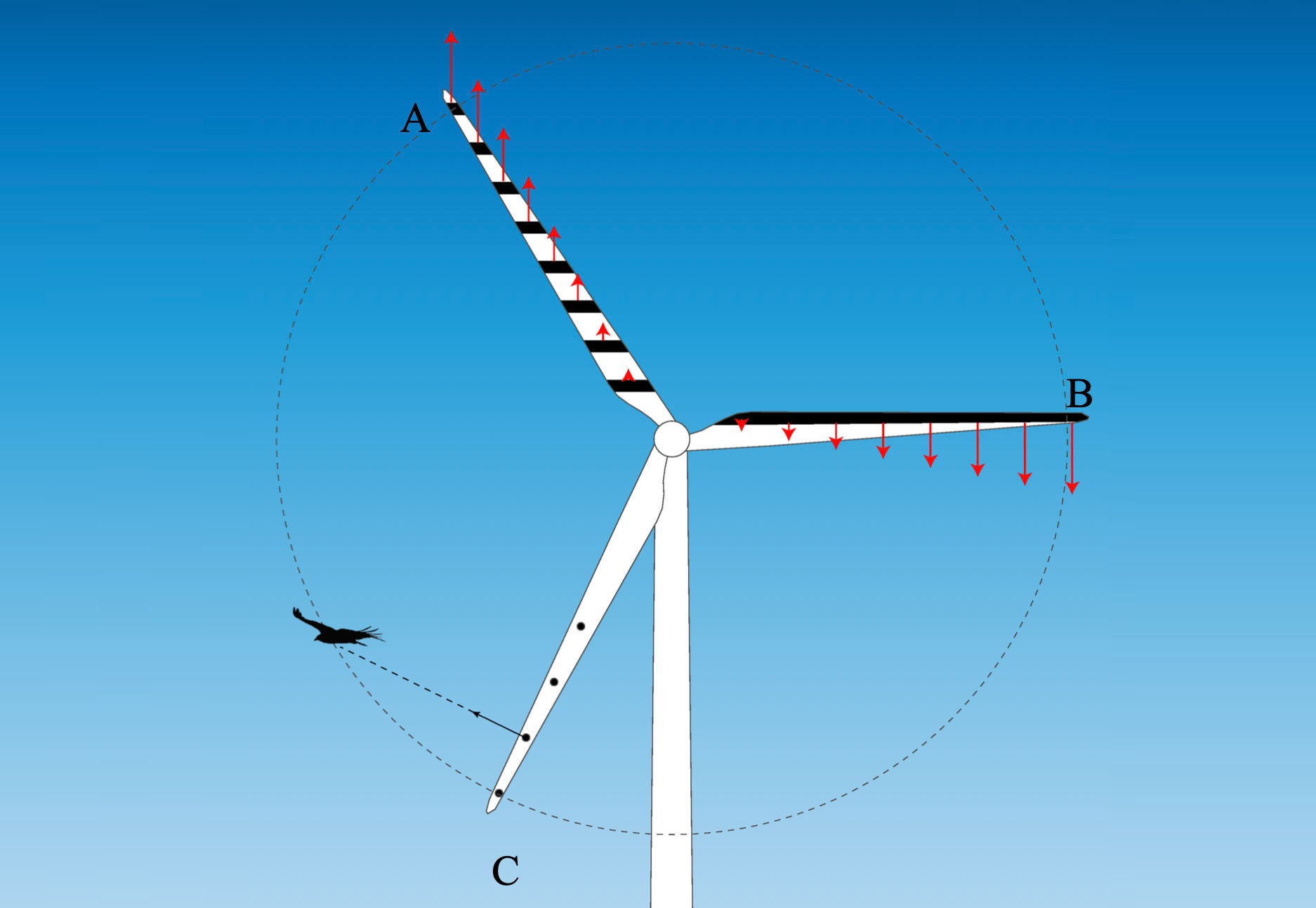 Figure 6. [cropped]: Bio-informed blade patterns which exploit the principles of bird vision. (A) Oblique stripes, designed to cause the blade’s rotation to generate a combined looming and rotational stimulus (red arrows). (B) Trailing-edge stripe, designed to direct edge-targeting behaviour away from the leading edge and to maximize rotational optic flow (red arrows). (C) Object markers, designed to promote collision avoidance: at the instant shown, there is no motion cue directly indicating the bird’s risk of being struck by the blade tip, whereas the second marker will be perceived as a collision hazard promoting evasive action (black arrow). CREDIT: Brighton, et al. 2026