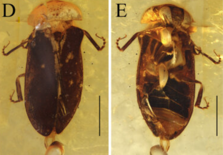 Figure from Yuan et al., Proceedings of the Royal Society B  (Screenshot from larger image)