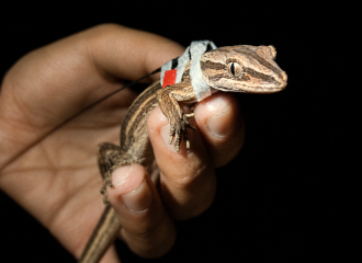 Gecko photo 1 - backpack