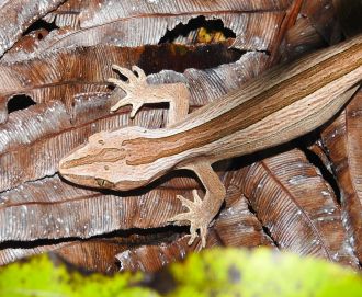 Gecko photo 4 - leaves
