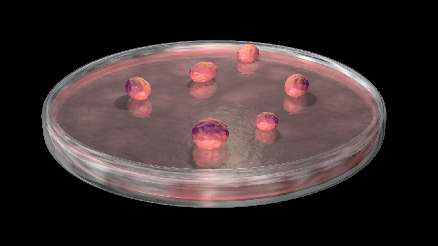 An organoid is a tiny, simplified, lab-grown mini-organ made from stem cells that mimics some structure and function of a real organ. Image from Adobe Stock