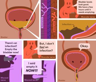 Graphic explainer for mucosal nerve in bladder