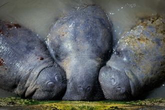 Highly commended: Manatees. 