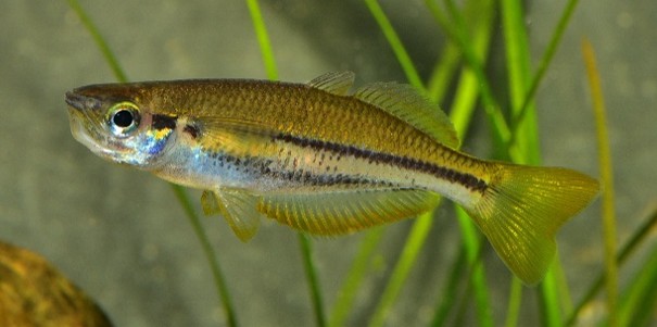 The study found the species facing the highest risk was the Daintree rainbowfish (Cairnsichthys bitaeniatus), found only in small rainforest streams in the Daintree region in Far North Queensland. Credit Keith Martin