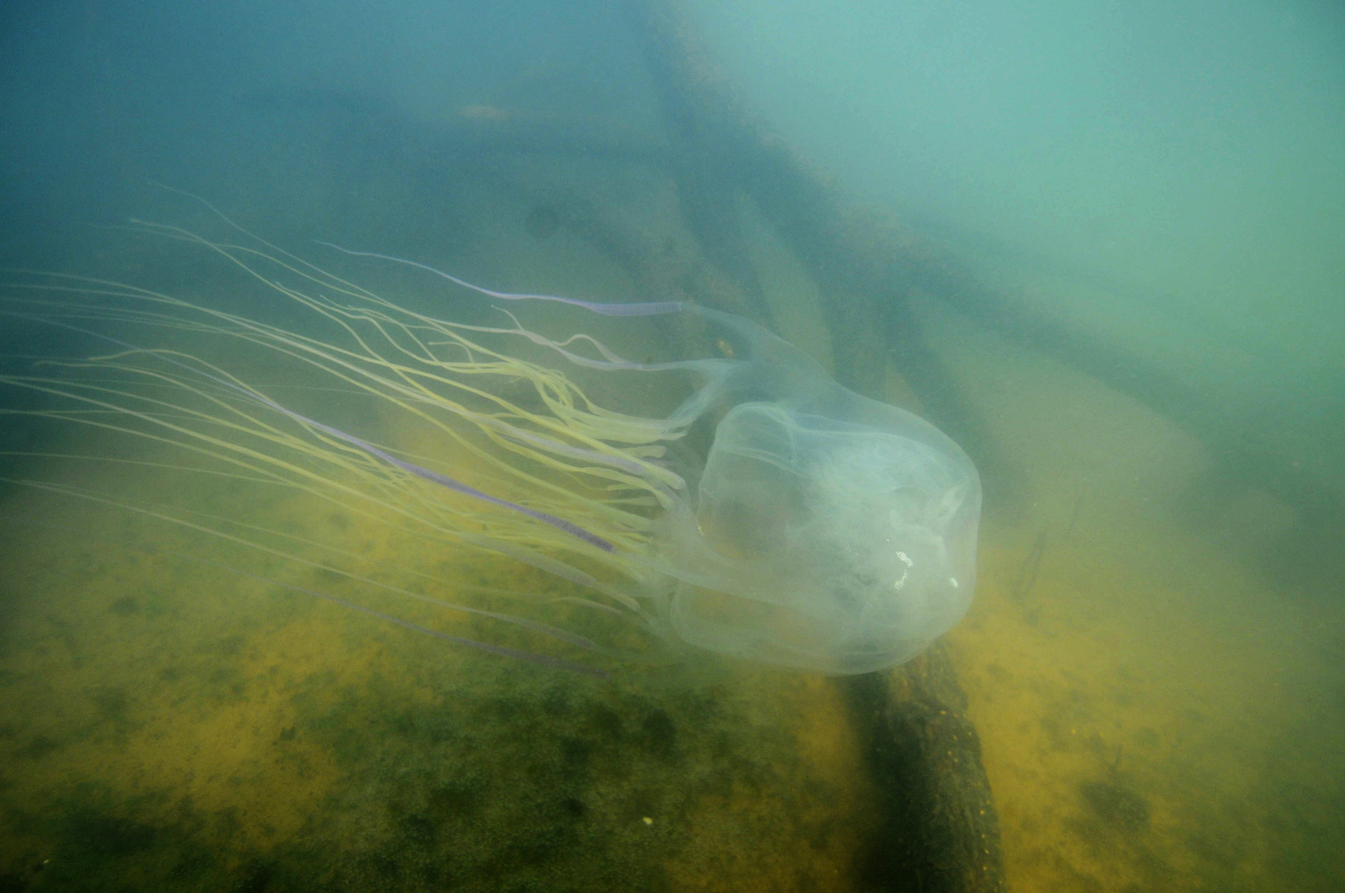 The box jellyfish, Chironex fleckeri. Photo by Jamie Seymour/James Cook University