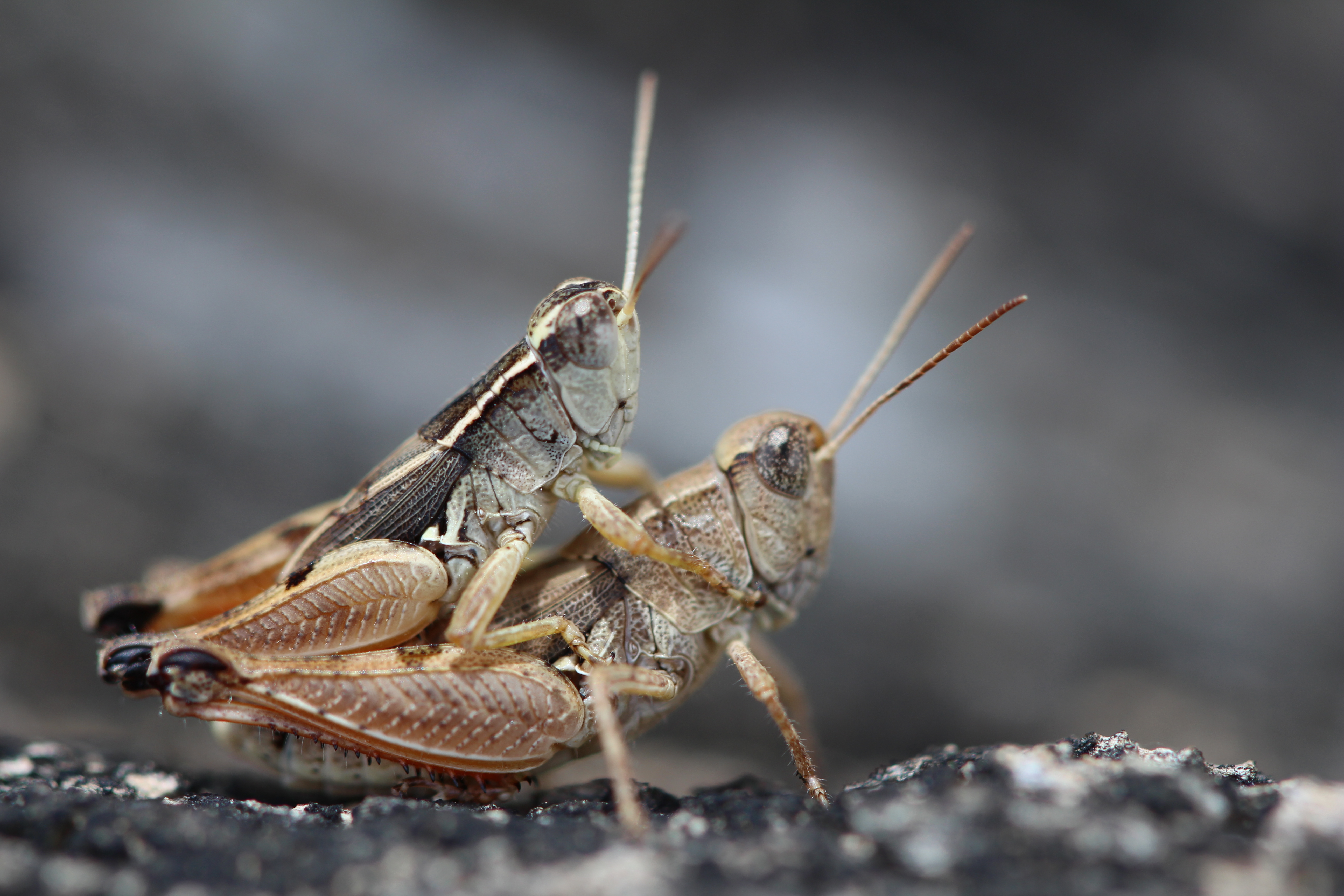 Wingless grasshoppers' future looks assured. Image by Sonu Yadev