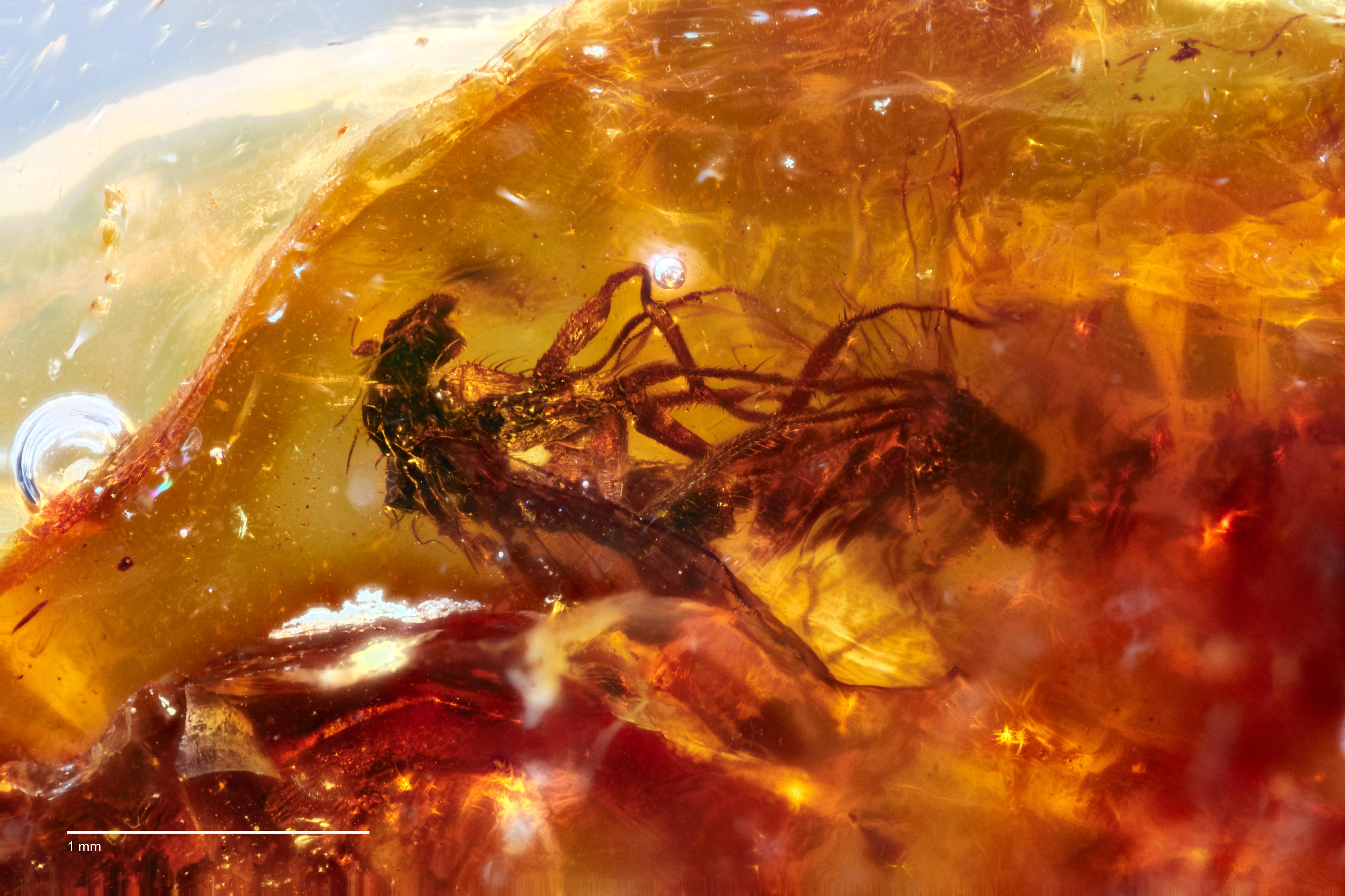 Two mating, long-legged flies in amber. Credit: Jeffrey Stilwell