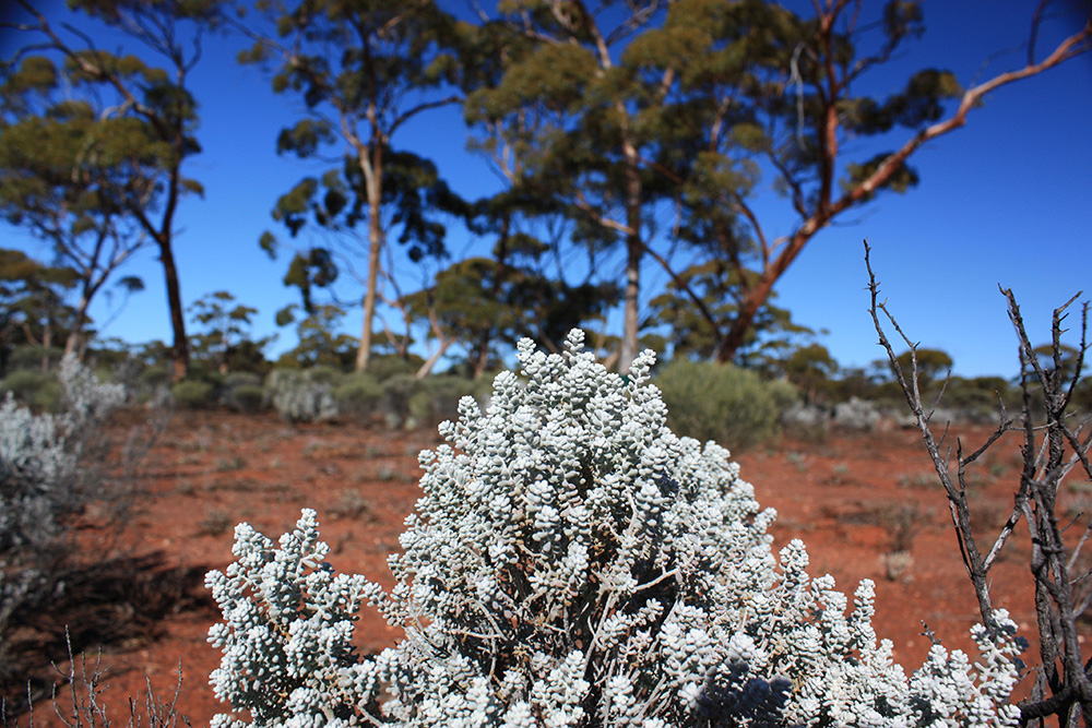 Kalgoorlie plant life. Plants growing in inner regions of Australia are at high risk from heat-waves. Image credit: Owen Atkin.