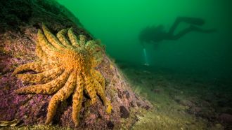 Sunflower sea star