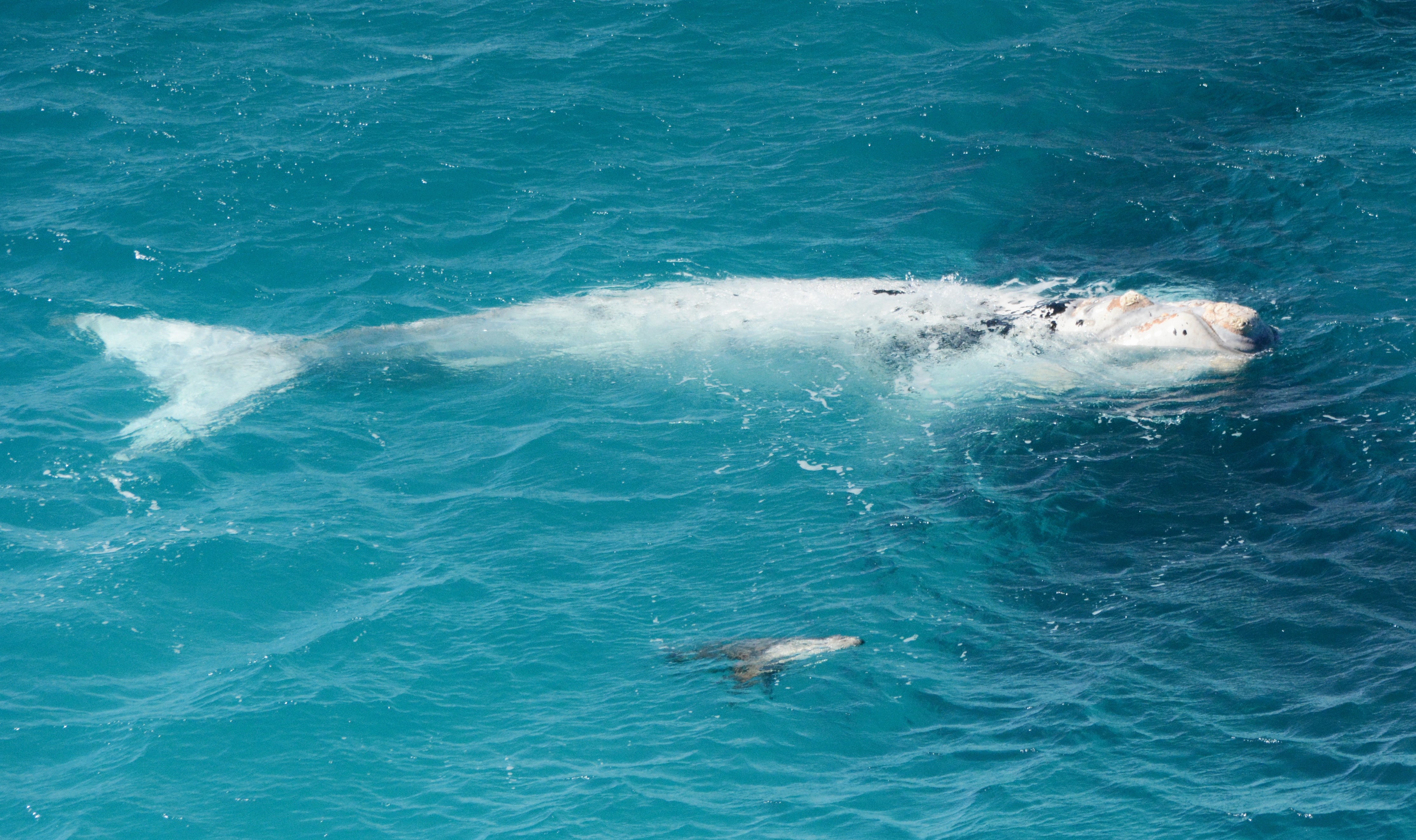 Richard Twist (Current Environmental) Drone images collected under scientific research permit number M26085-12