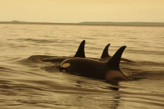 The International Union for Conservation of Nature has recognised Charles Darwin University-led research into the Earth’s oldest animals with the adoption of the ‘Longevity Conservation’ global policy principle.