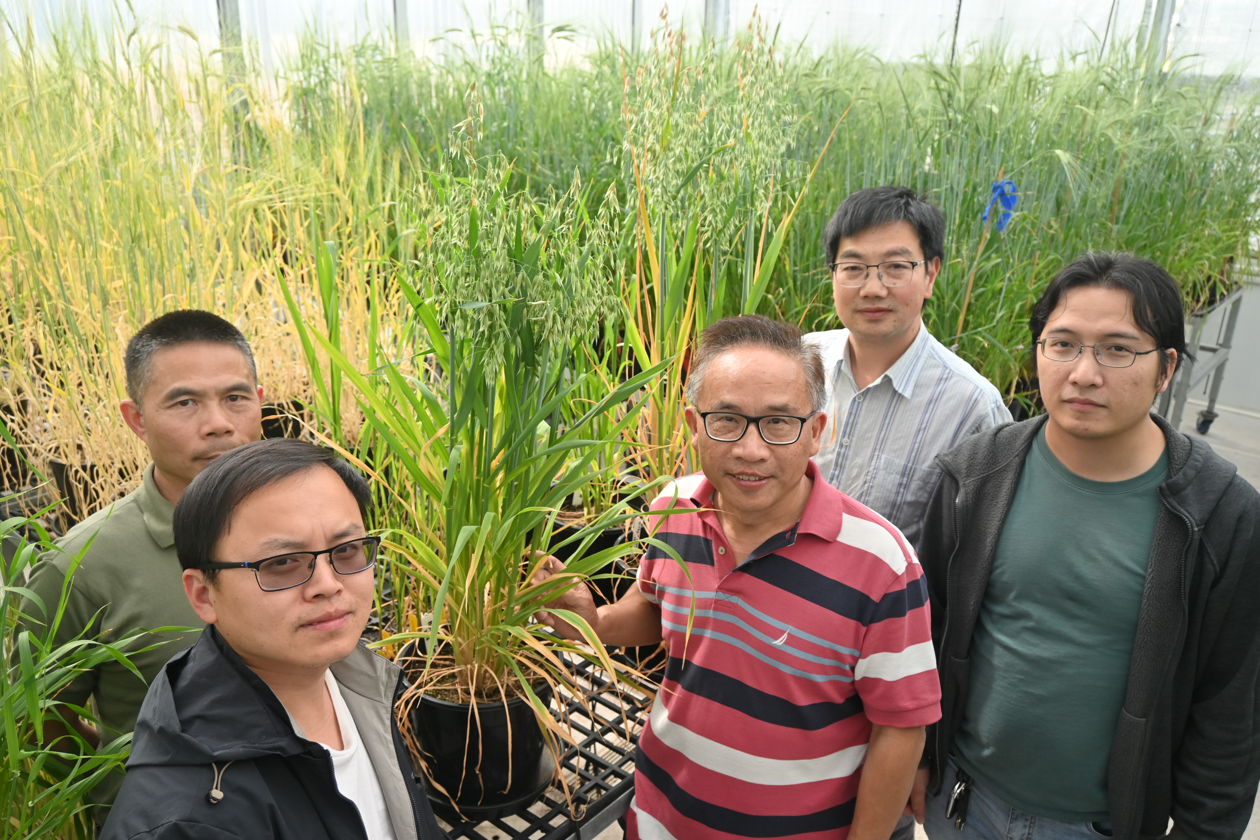 WCGA researchers Dr Tianhua He, Dr Yong Jia, Prof Chengdao Li, Dr Gaofeng Zhou and Dr Viet Dang inspect oat crosses in the GRDC Grains Precinct glasshouse at Murdoch University. Using insights from the oat pangenome accession, the researchers are transferring elite traits into Australian oat varieties.