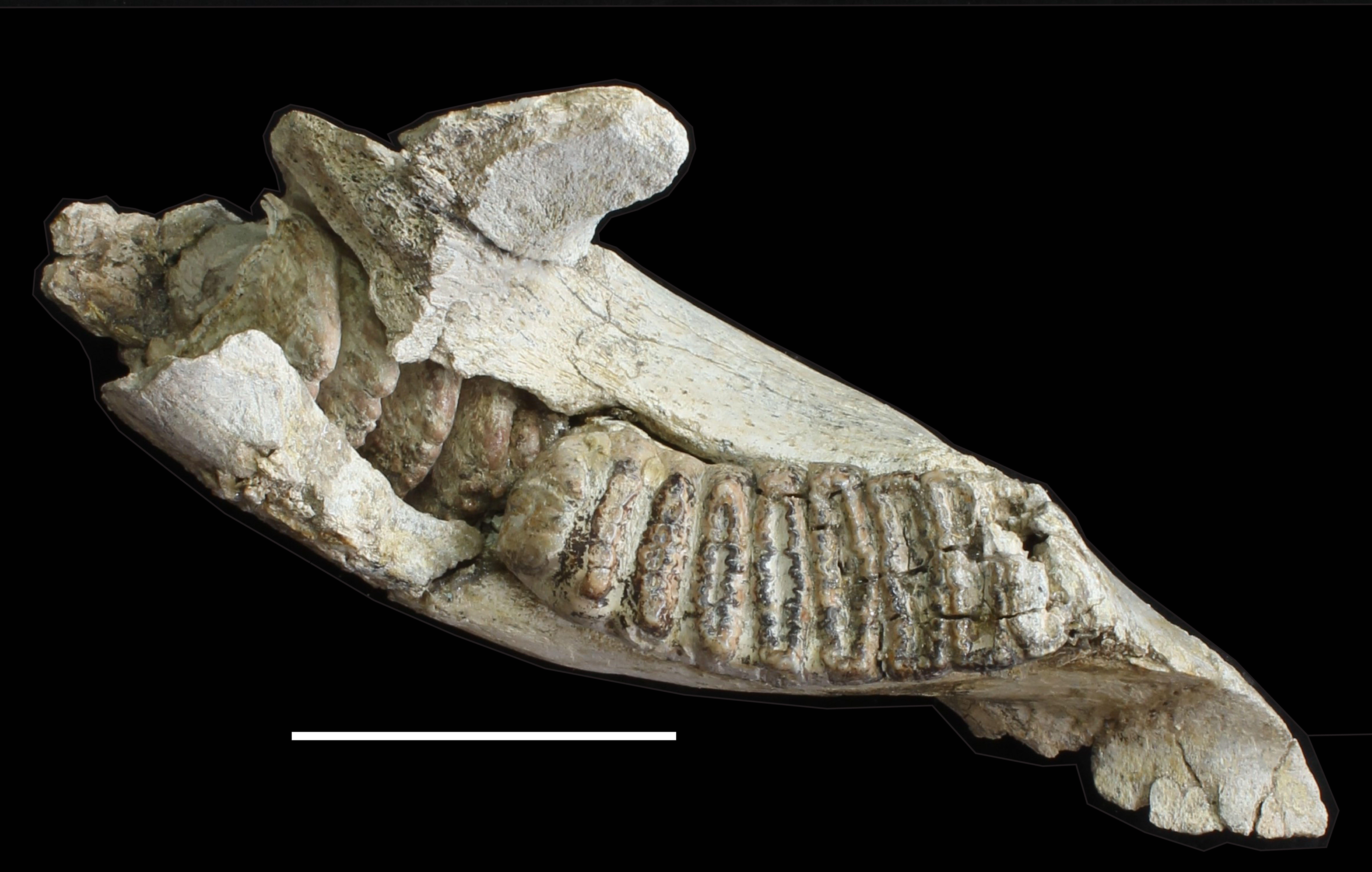 T jawbone and ridged molar of an adult Stegodon florensis, the larger-bodied ancestor of the pygmy Stegodon florensis insularis at Liang Bua. This fossil specimen is from the Mata Menge archaeological site in the So’a Basin, about 80 km east of Liang Bua, and dates to about 700,000 years ago. The scale bar is 10 cm. Credit: Gerrit van den Bergh
