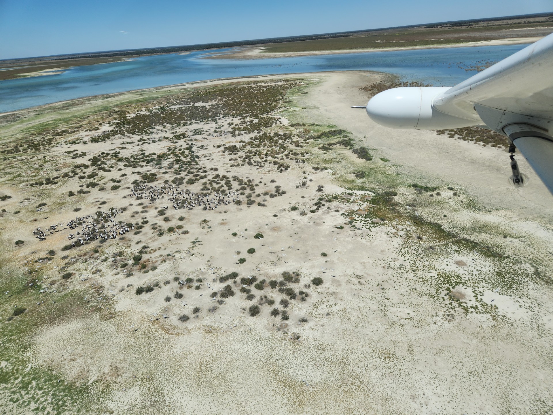 Pelicans nesting on Lake Galilee, Queensland. Photo: UNSW Centre for Ecosystem Science