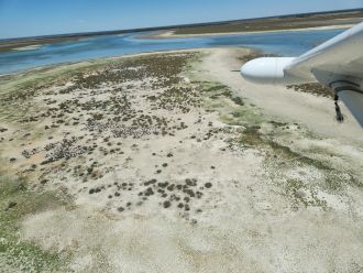 The 2025 UNSW aerial waterbird survey shows waterbird numbers, breeding activity and wetland habitat areas remain in significant long-term decline.