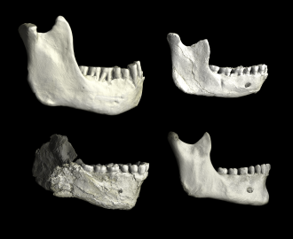 Lower jaws (mandibles) from North Africa, illustrating variation