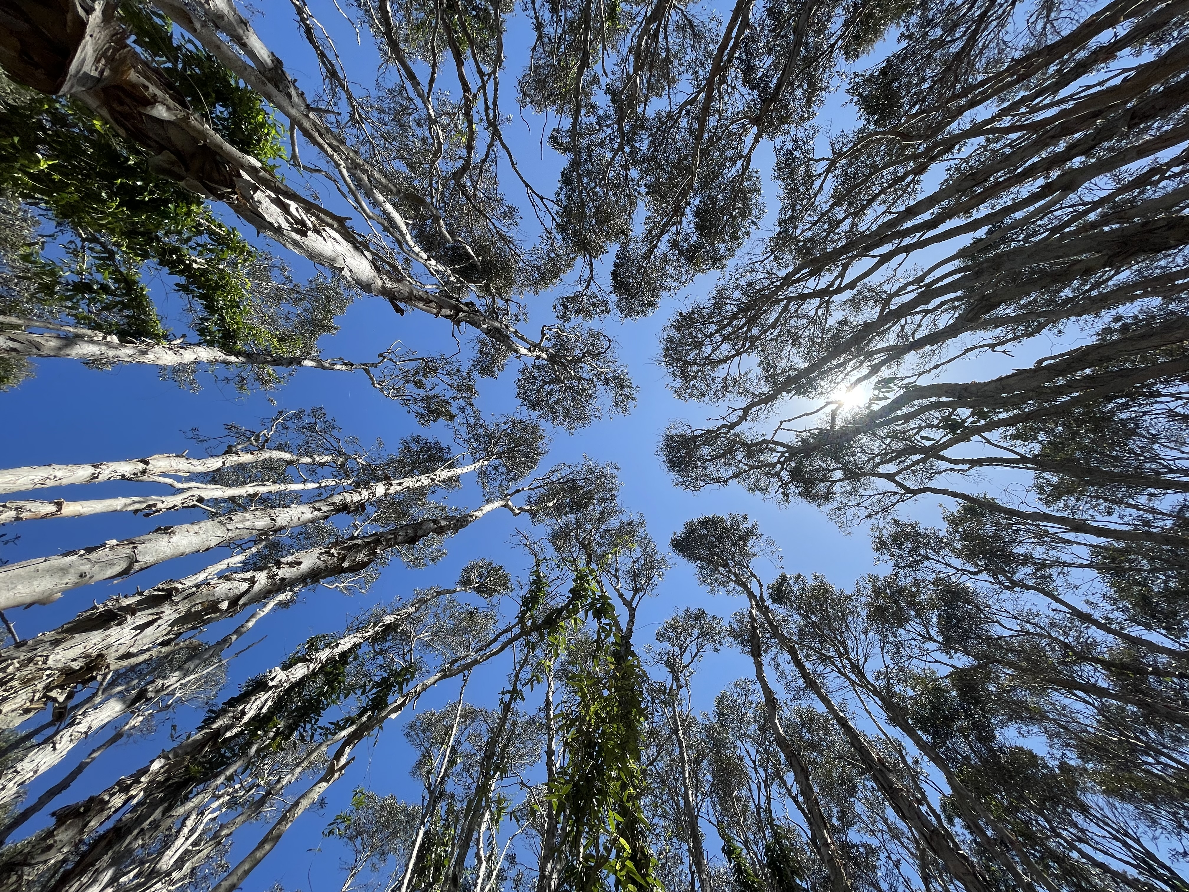 Melaleuca quinquenervia canopy. Credit: Luke Jeffrey, Southern Cross University