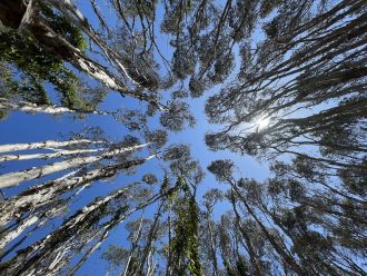 Australian researchers have discovered a hidden climate superpower of trees. Their bark harbours trillions of microbes that help scrub the air of greenhouse and toxic gases. It’s long been known that trees fight global warming by consuming carbon dioxide (CO2) through photosynthesis, but a new study shows their microbial partners take up vast amounts of other climate-active gases too. The study, conducted primarily by researchers at Monash University and Southern Cross University, rewrites our understanding of how trees and their resident microbes shape the atmosphere.