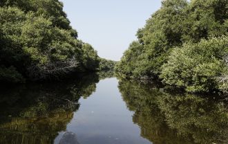 Salinity-resistant trees 