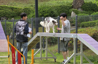 Dogs that score well on a test designed to assess temperament tend to have lower levels of the 'stress hormone' cortisol and higher levels of the 'happiness hormone' serotonin, according to South Korean scientists. The team assessed 24 dogs of various breeds using the Wesen test, which judges a dog’s temperament by watching it react to a series of situations and interactions, and used saliva samples to measure each dog’s cortisol levels and 16 dogs' serotonin levels. Dogs that scored higher for 'good' behaviors tended to have lower cortisol levels, and their cortisol levels spiked less during the Wesen test. And dogs with higher test scores had higher pre-test serotonin levels than dogs with lower scores. The study was small and cannot prove cause and effect, but measuring cortisol and serotonin could potentially be a more objective way of assessing a dog's temperament than the subjective Wesen test, the authors say.