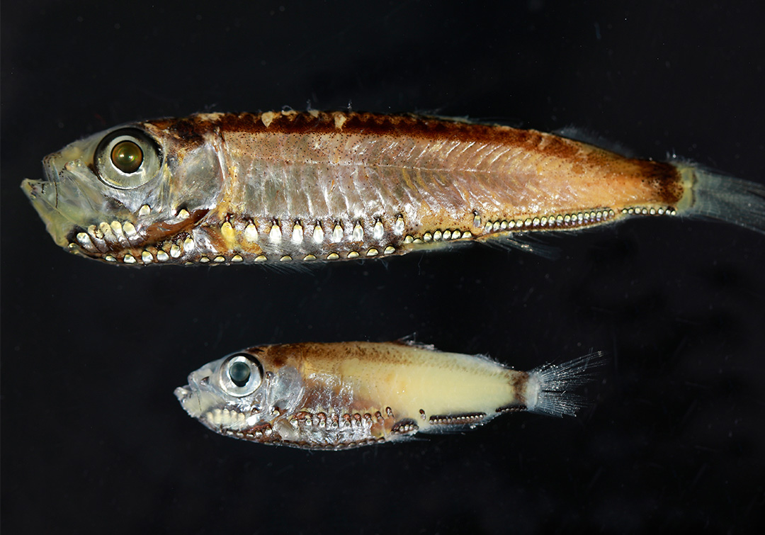 Two pearlside species that have hybrid photoreceptors in their eyes as larvae and adults, Maurolicus muelleri  and Maurolicus mucronatus. Photo credit: Dr Wen-Sung Chung