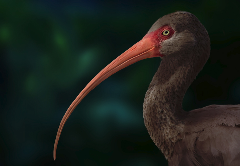 Illustration of the nearly blind Hawaiian ibis (courtesy Sarah Citron, University of Lethbridge) 