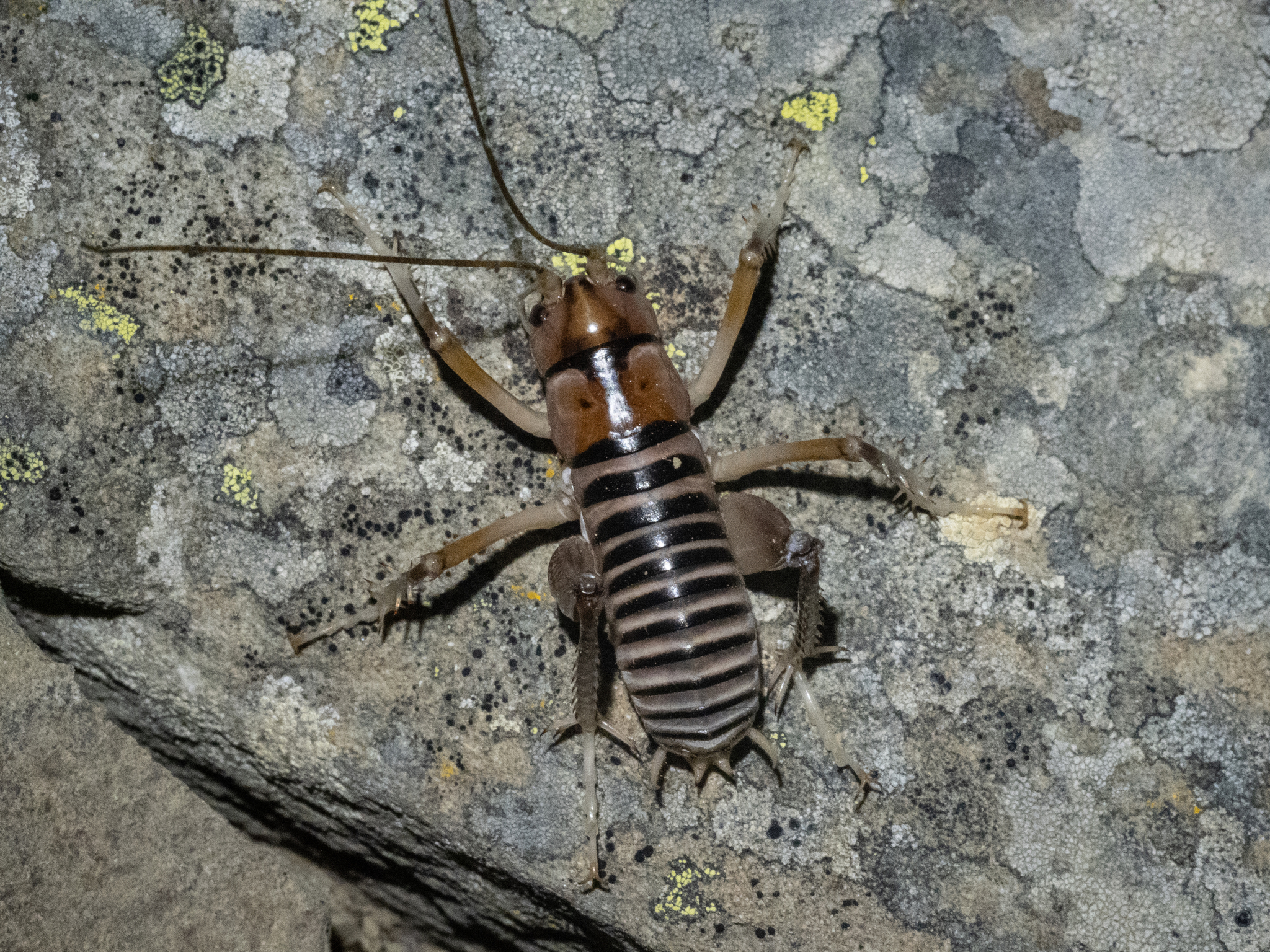 Hemiandrus briarae photographed by Carey Knox https://inaturalist.nz/observations/262763151