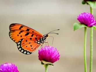 A fast-moving butterfly is helping scientists prove that Facebook and Flickr aren’t just for holiday snaps, they could be key allies in tracking invasive species and monitoring biodiversity shifts in real time.
