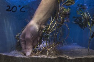 Extreme heat can have a devastating effect on seagrass, however new research from Edith Cowan University (ECU) could shape how these vitally important marine ecosystems are managed and restored.