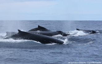 Male humpback whales competing to be closest to the female of the group